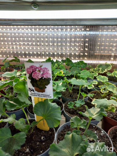 Пеларгония, Петунии, петхоа, калибрахоа в подарок