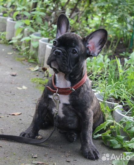 Тигровые французики