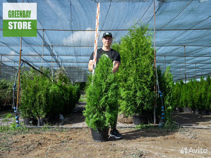 Туя колумна 120 см свежая копка 2023