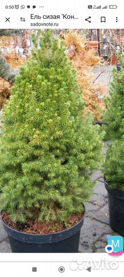 Ель канадская Коника(Picea glauca Conica)