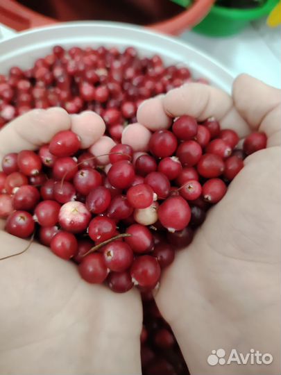 Клюква свежая