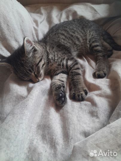 Зоогостиница передержка