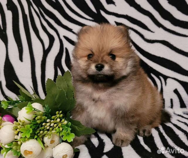 Щенки шпица