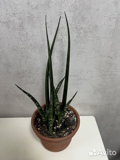 Сансевьерии сортовые