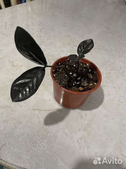 Замиакулькас Черный равен