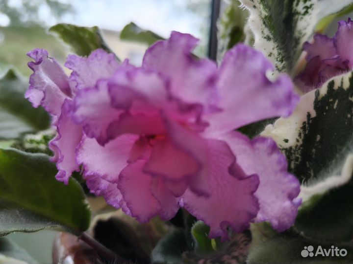 Фиалка Fredette's Risen Star