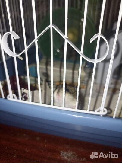 Джунгарский хомяк,малыши