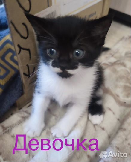 Кошка, котята