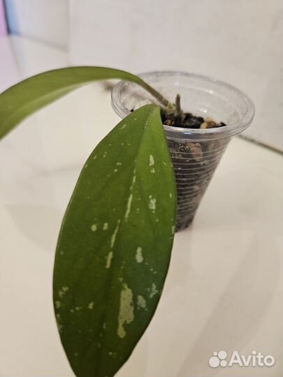 Хойя Пубикаликс / Hoya Pubicalyx