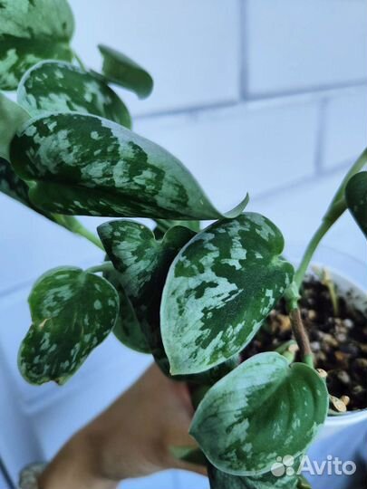 Сциндапсус (эпипремнум) пиктус