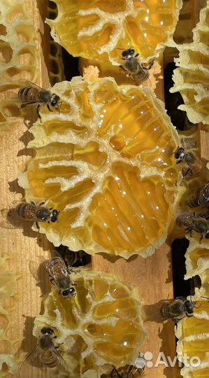 Мед в сотах