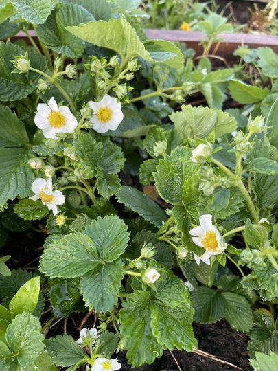 Дом 64,5 м² на участке 10 сот.