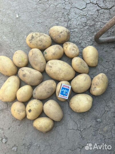 Картофель крамской