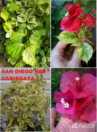 Бугенвиллеи сортовые,все в тексте объявления