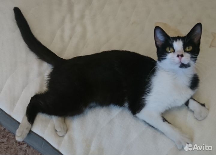 Кошечка в добрые руки