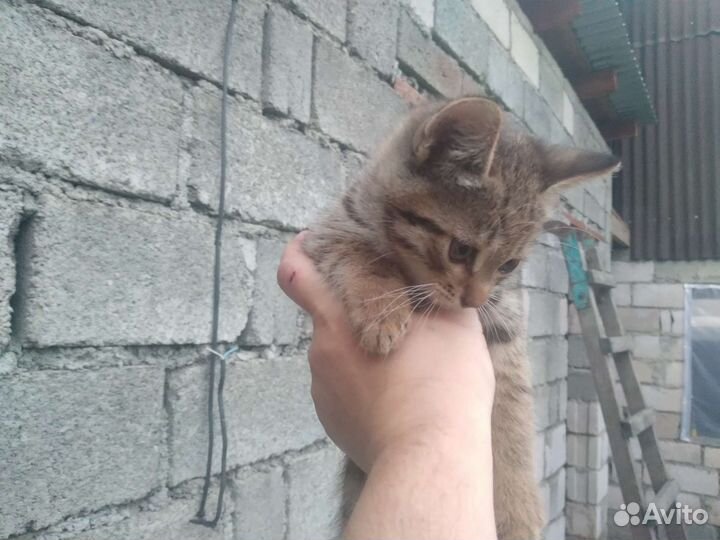 Кошка в дар