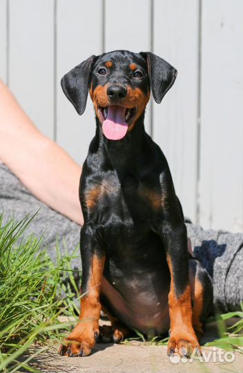 Щенок немецкого (стандартного) пинчера