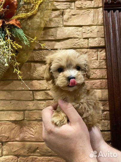 Мальтипу ф1 mini