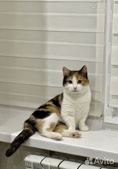 Трехцветная кошка