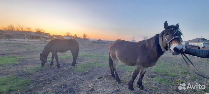 Лошадь потерялись