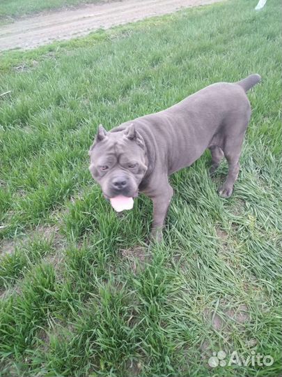 Кане Корсо Вязка