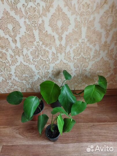 Монстера деликатесная, монстера манки