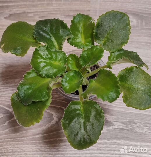 Сортовые Фиалки