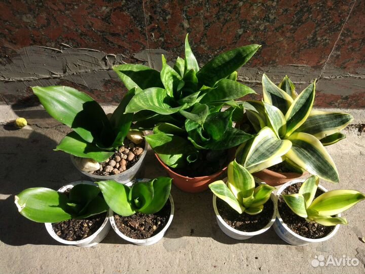 Сансевьерия, щучий хвост, тещин язык