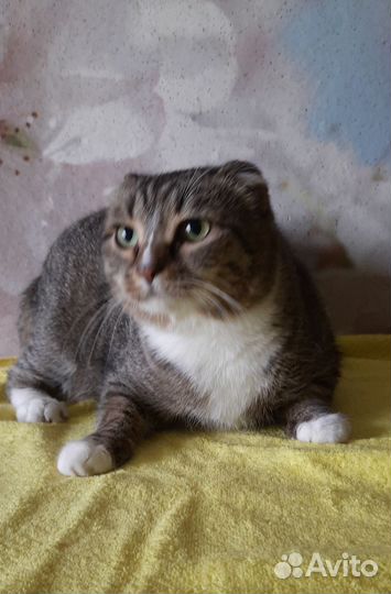 Кошечка