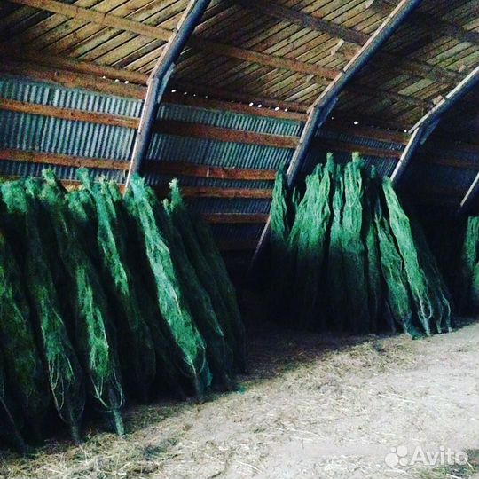 Ели, сосны оптом