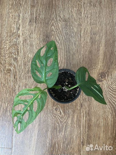 Монстера манки