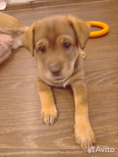 Маленькая собака в добрые руки отдам бесплатно