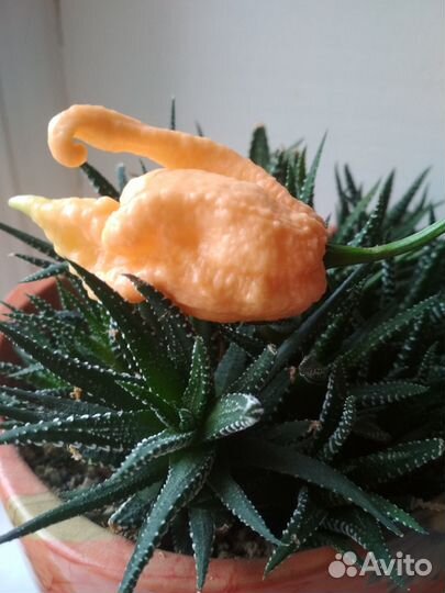 Самый острый перец в мире рассада и семена