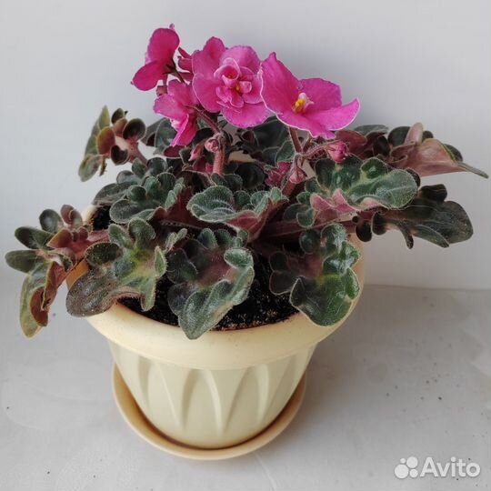 Фиалки сортовые