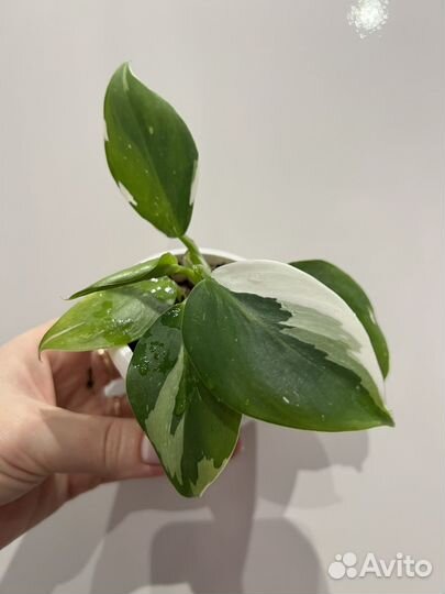 Филодендрон White wizard