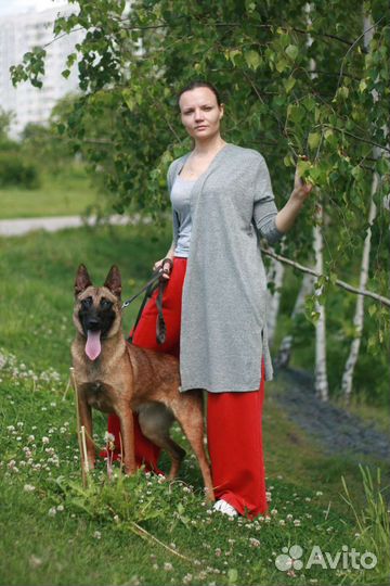 Бельгийская овчарка малинуа