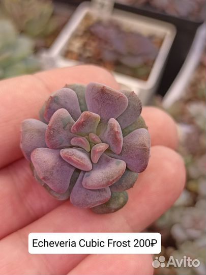 Эхеверии, суккуленты