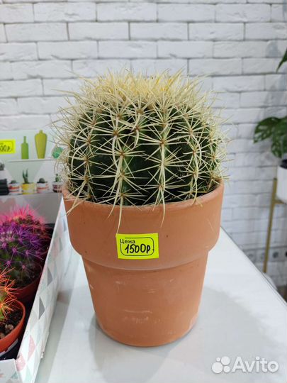 Эхинокактус