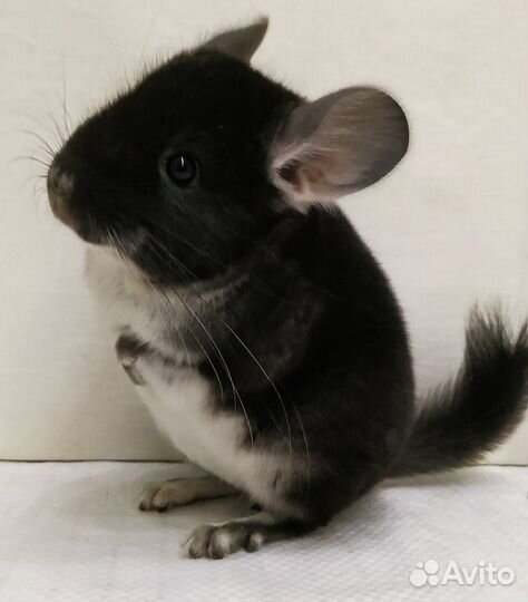 Шиншилла Чёрный жемчуг