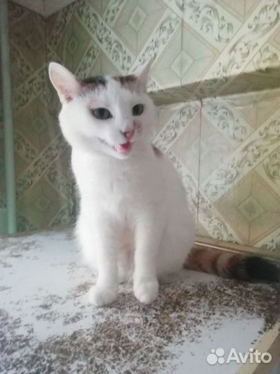 Молодая кошечка