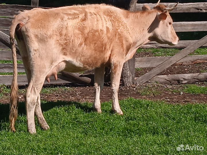 Корова с теленком