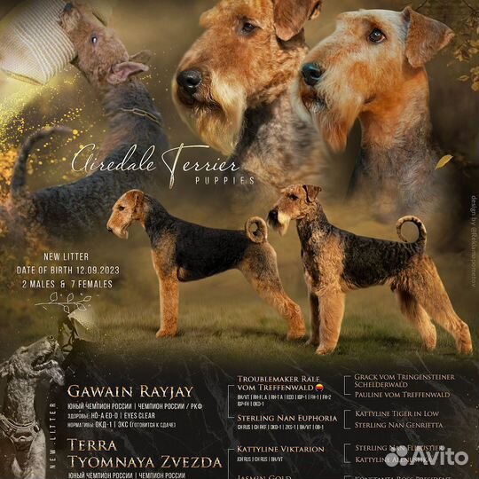 Щенки эрдельтерьера