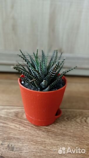 Сингониум, хавортия, алоэ, пуансеттия, рео