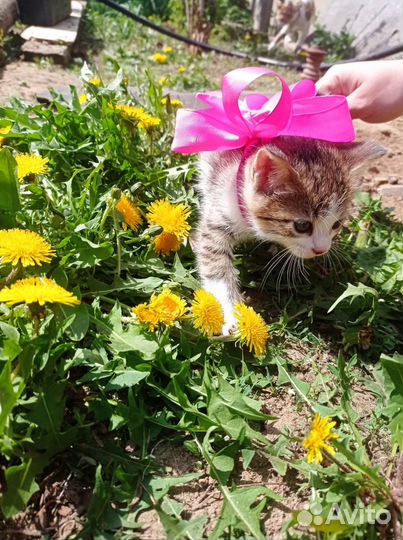 Отдам в добрые руки котёнка