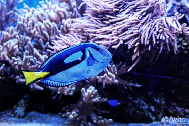 Рыбка Хирург голубой