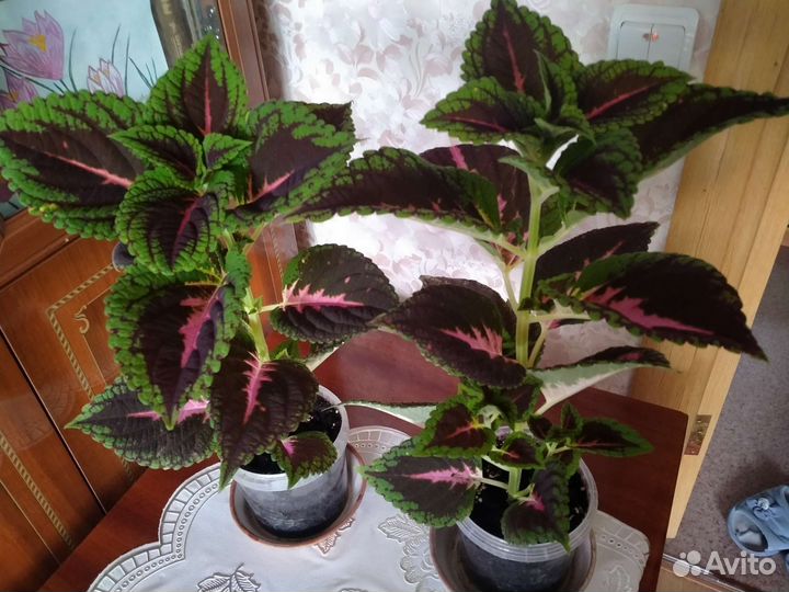 Комнатные растения - Колеус