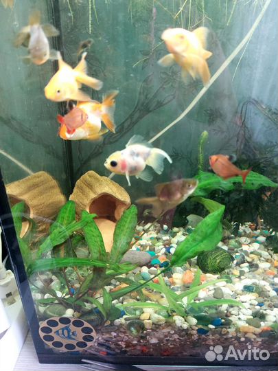 Аквариумные рыбки