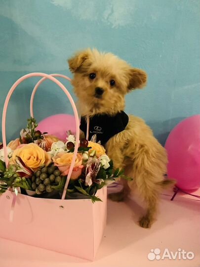 Помапу / Мальтипу