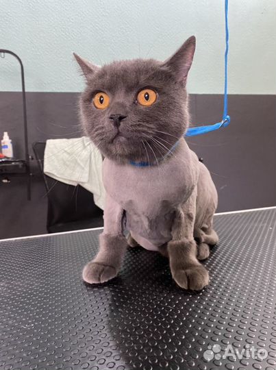 Стрижка кошек и собак/груминг/уход