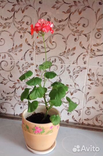 Герань коралловая